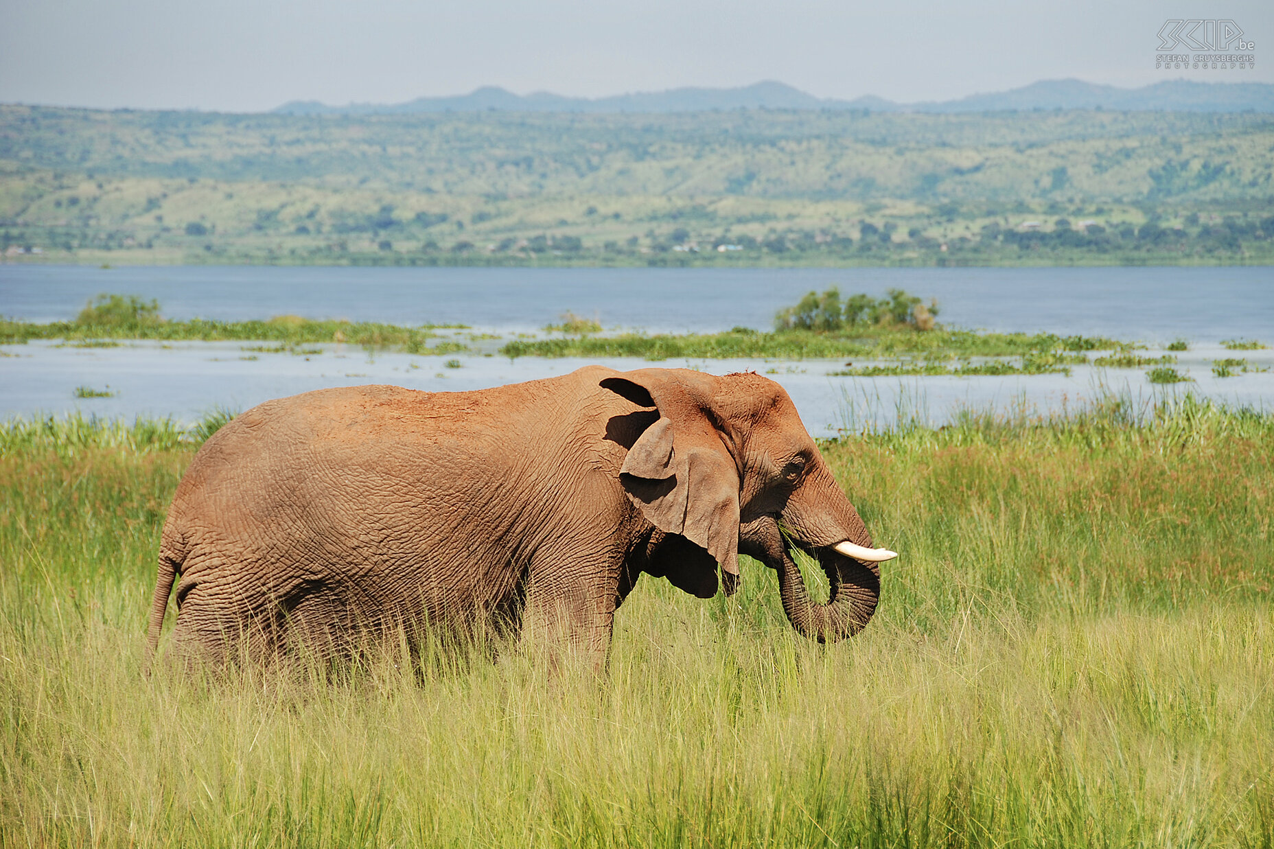 Murchison - Olifant  Stefan Cruysberghs